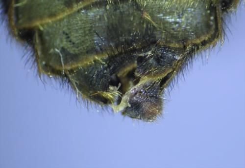 Hybomitra distinguenda